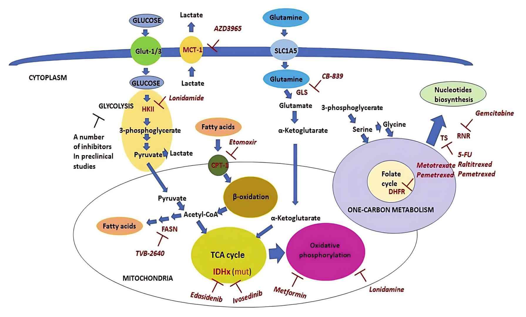 Therapeutic landscape of clinically actionable metabolic pathways (Shuvalov et al., 2021)